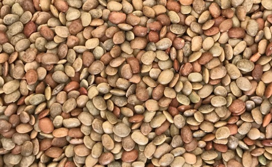 Horse Gram