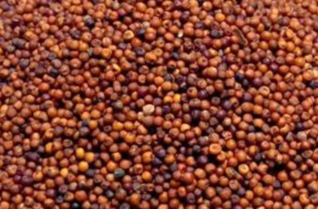 Finger Millet (Ragi) - Organic