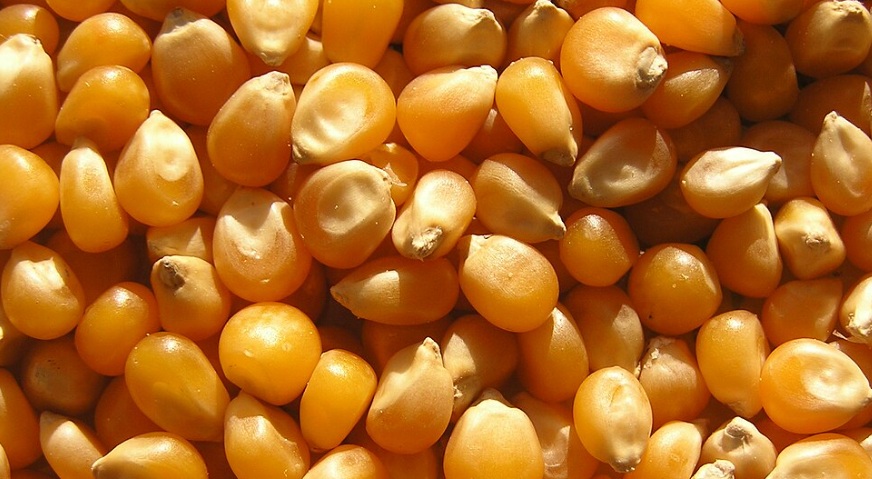 Maize
