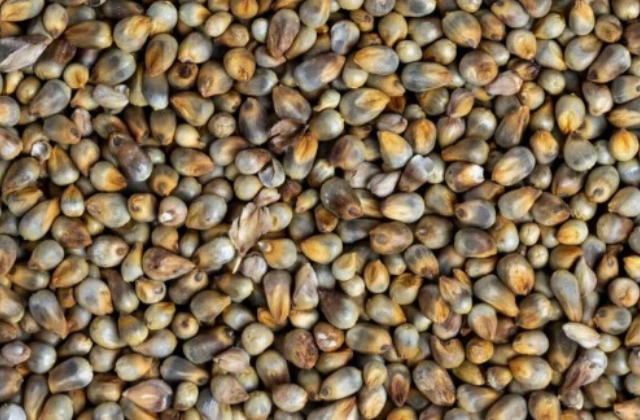 Pearl Millet (Sajje)