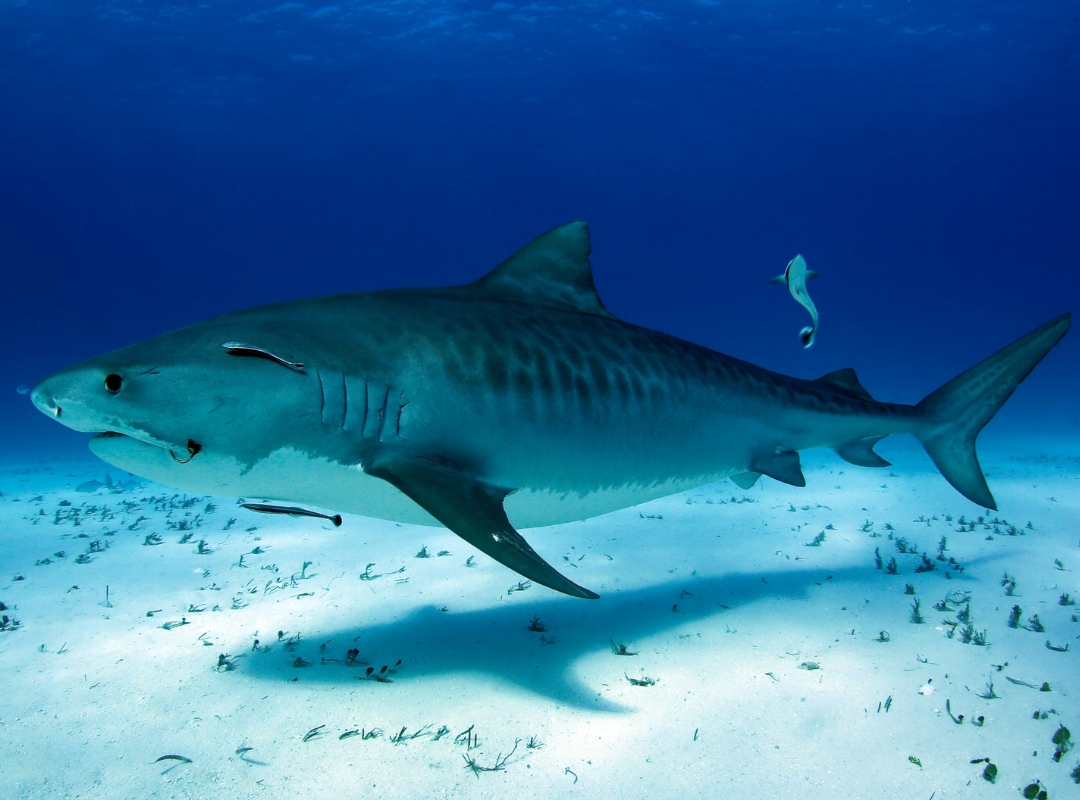 Tiger Shark