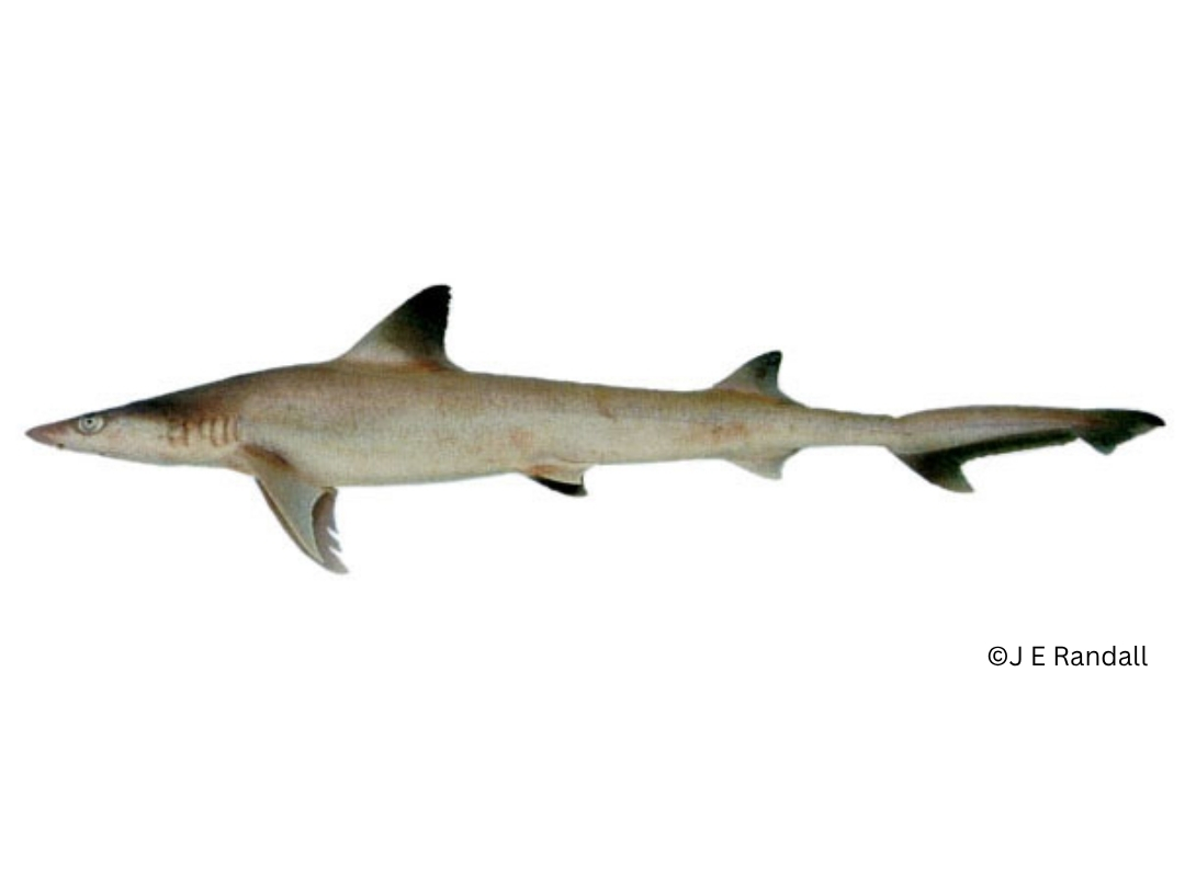Hooktooth Shark