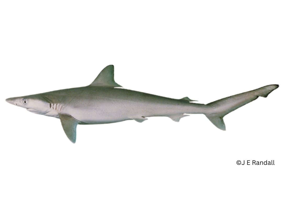 Milk Shark