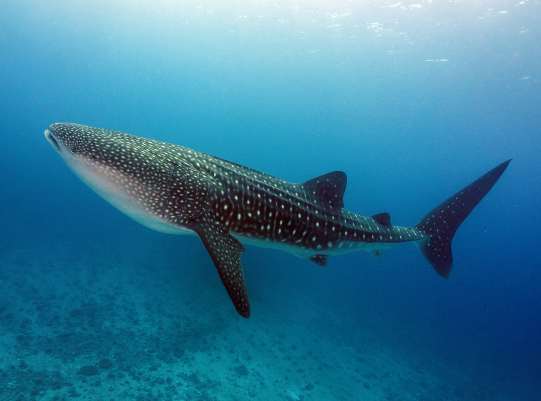 Whale Shark
