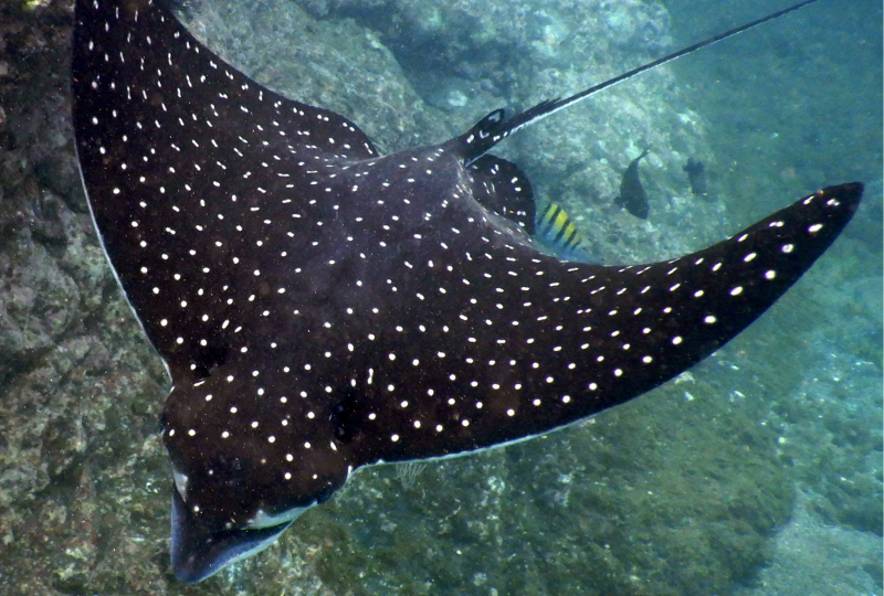 Spotted Eagle Ray