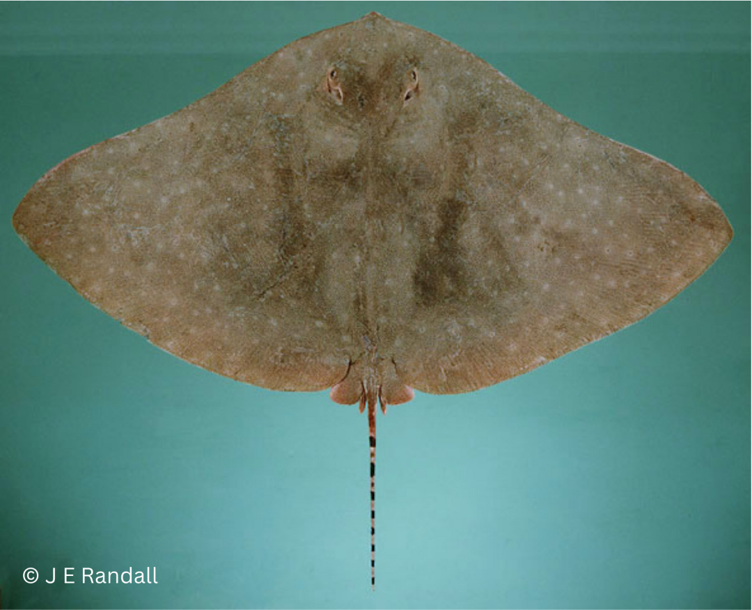 Longtail Butterfly Ray