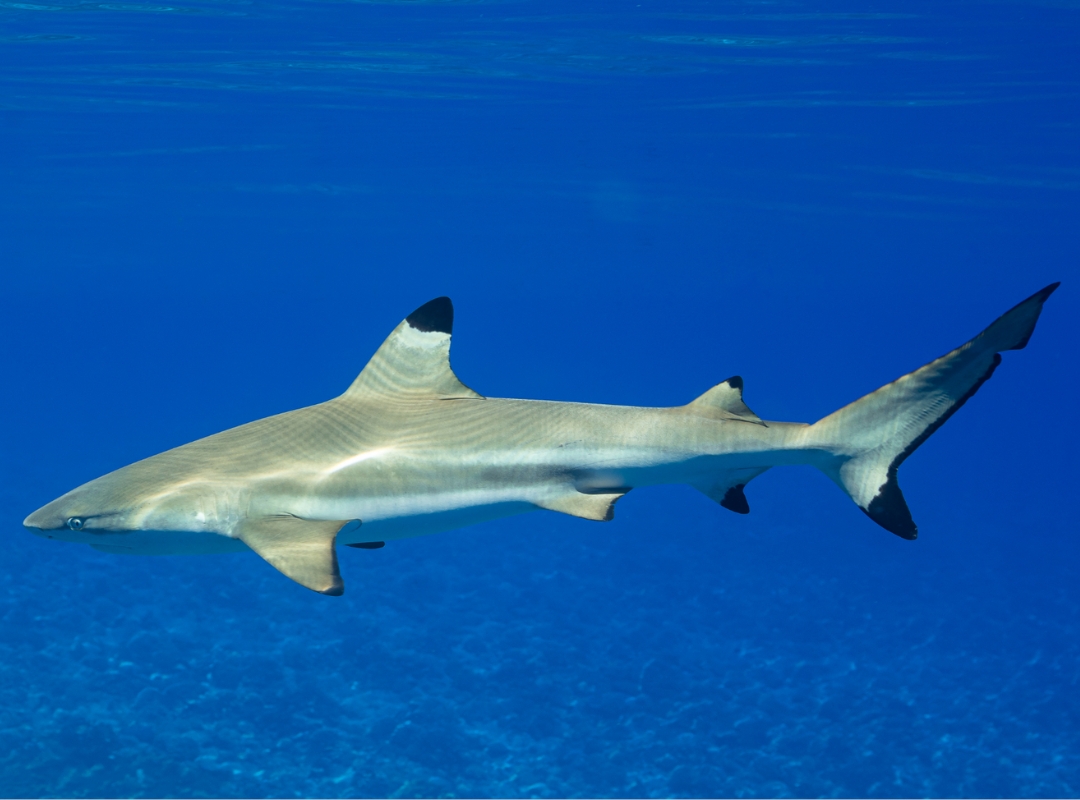 Blacktip Reef Shark