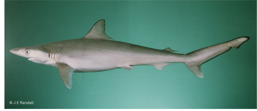 Milk Shark