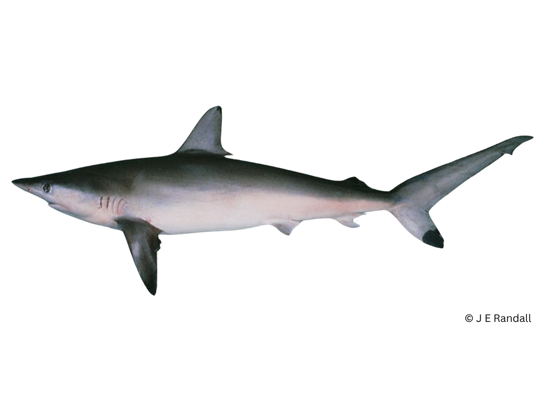 Spot-tail Shark