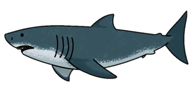 Bigeye Houndshark