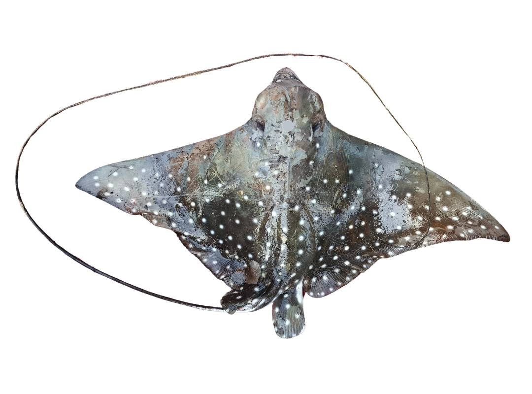 Spotted Eagle Ray