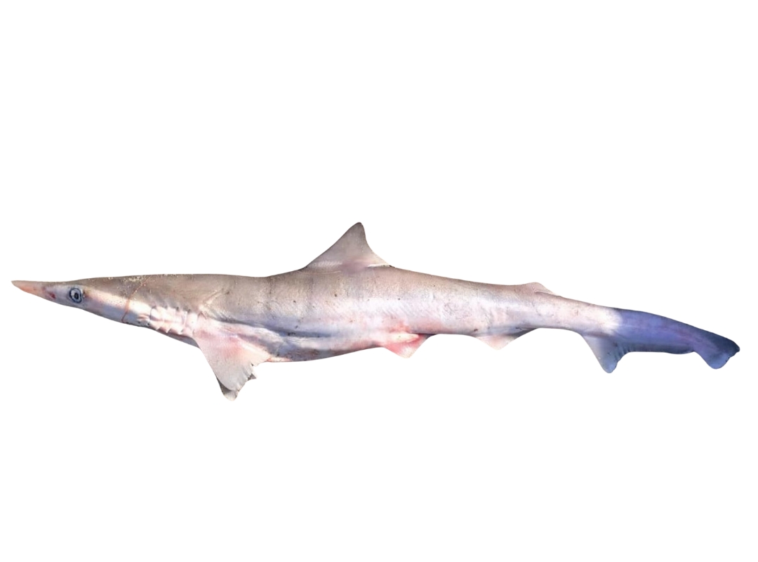 Spadenose Shark