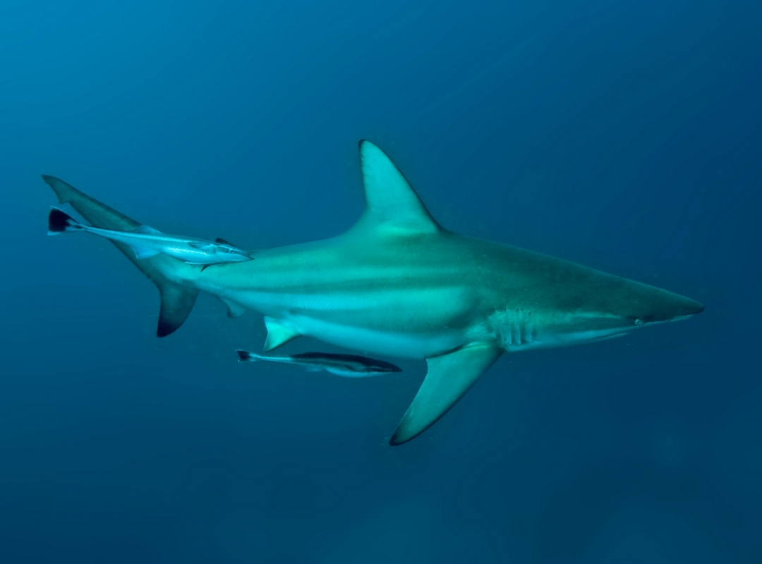 Silky Shark