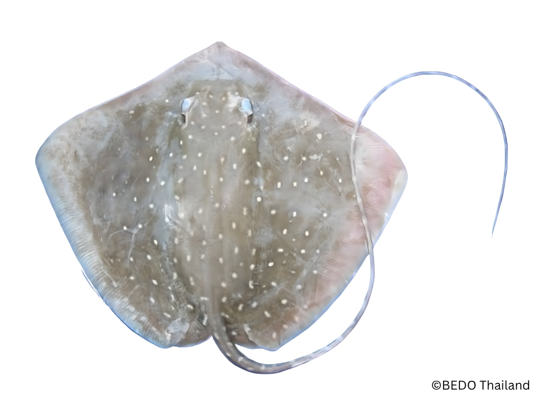 Whitespotted Whipray