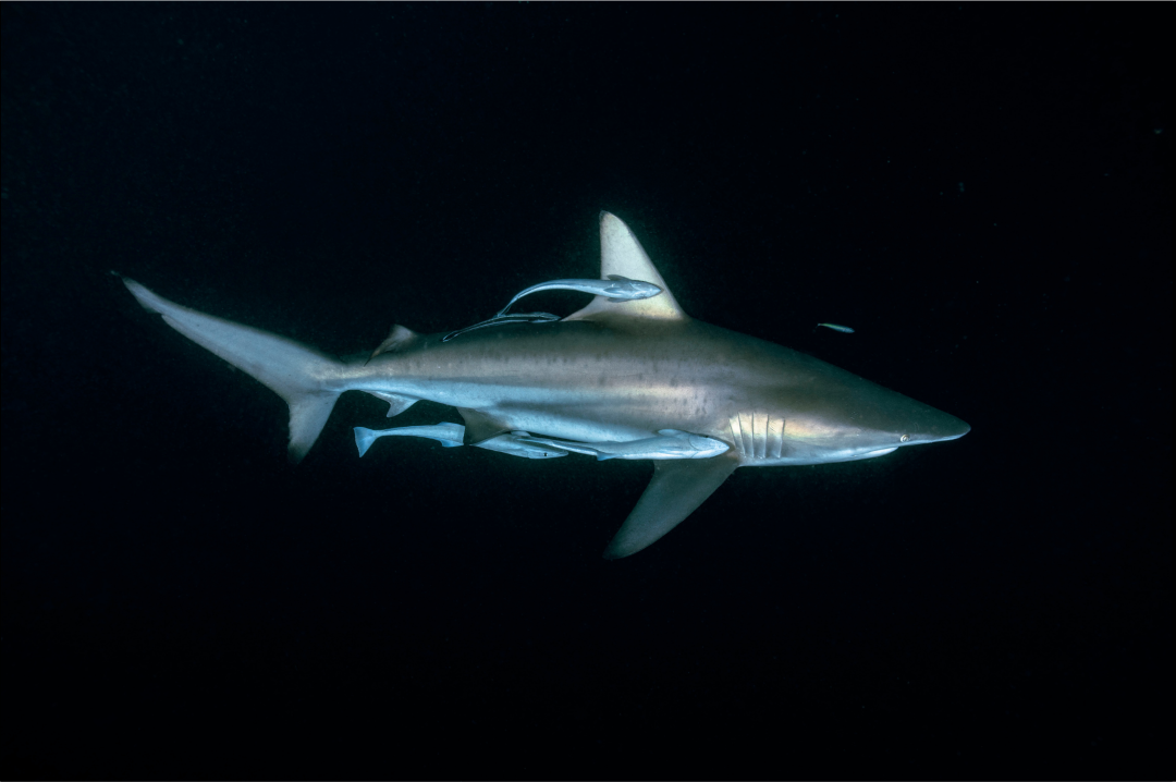 Common Blacktip Shark