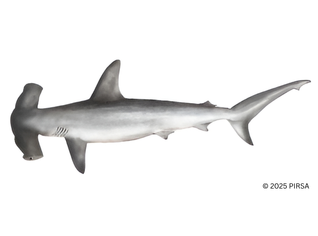 Smooth Hammerhead