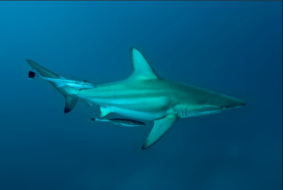 Silky Shark