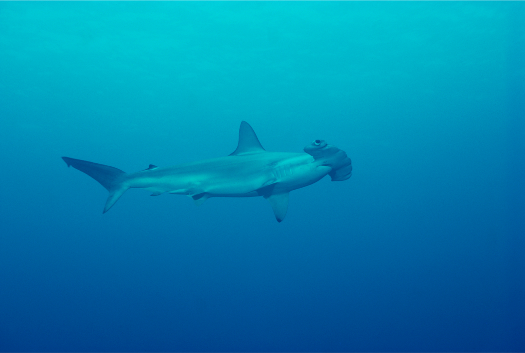 Scalloped Hammerhead