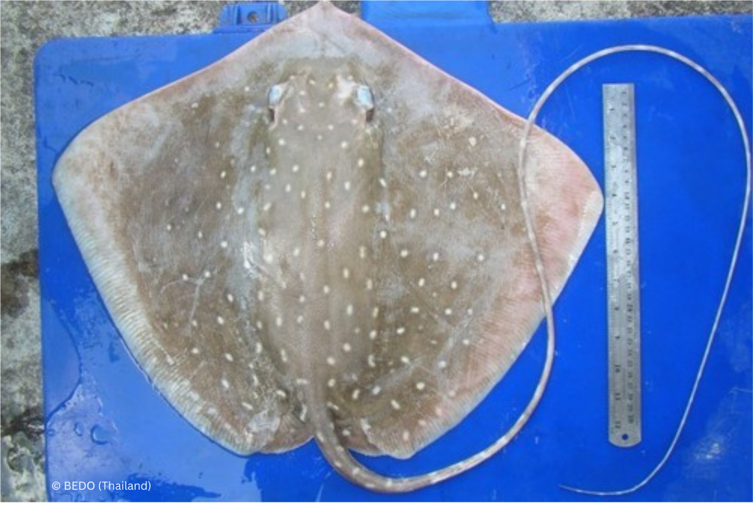 Whitespotted Whipray