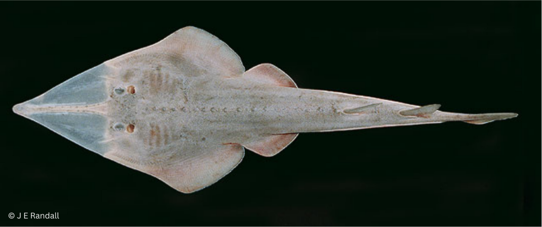 Sharpnose Guitarfish