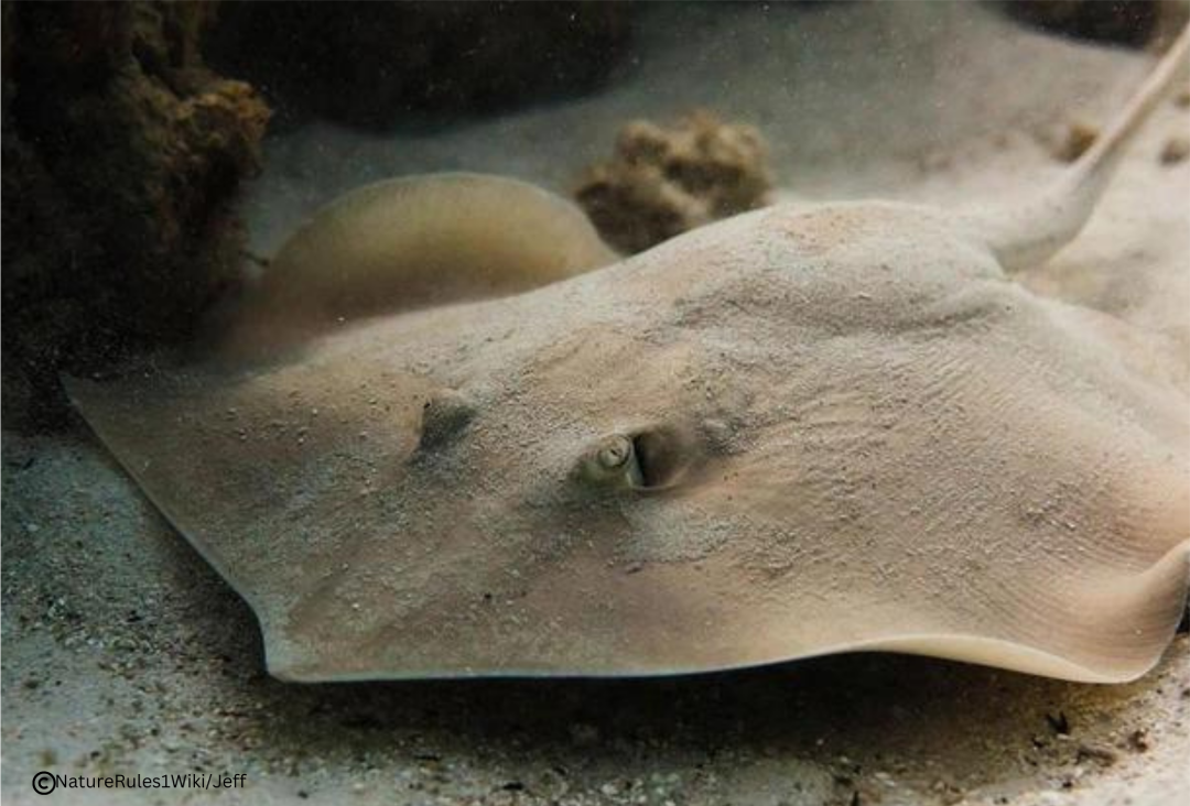 Scaly Whipray