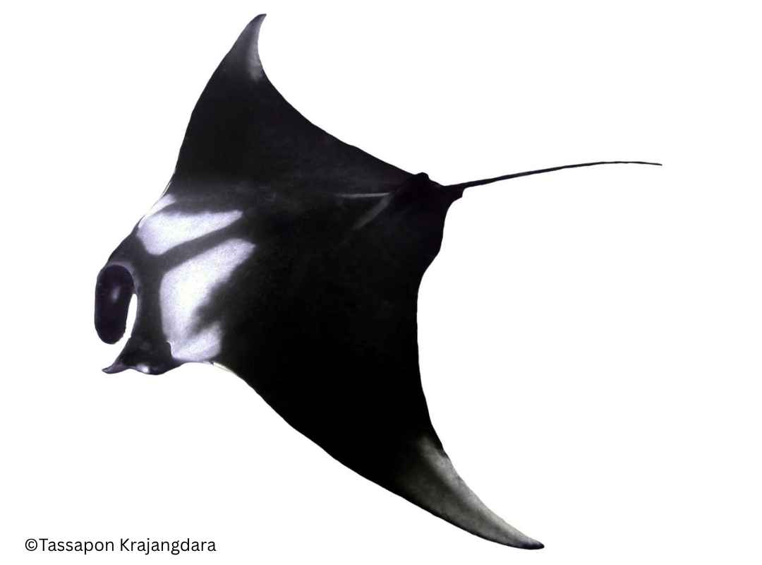 Oceanic Manta Ray