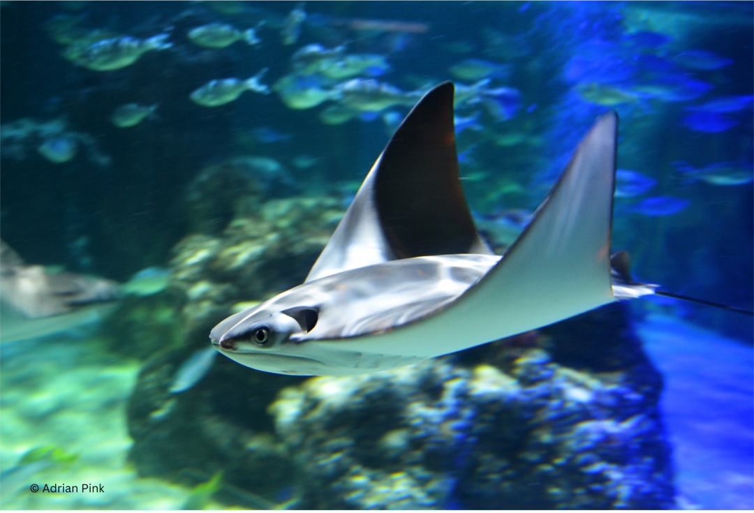 Javanese Cownose Ray