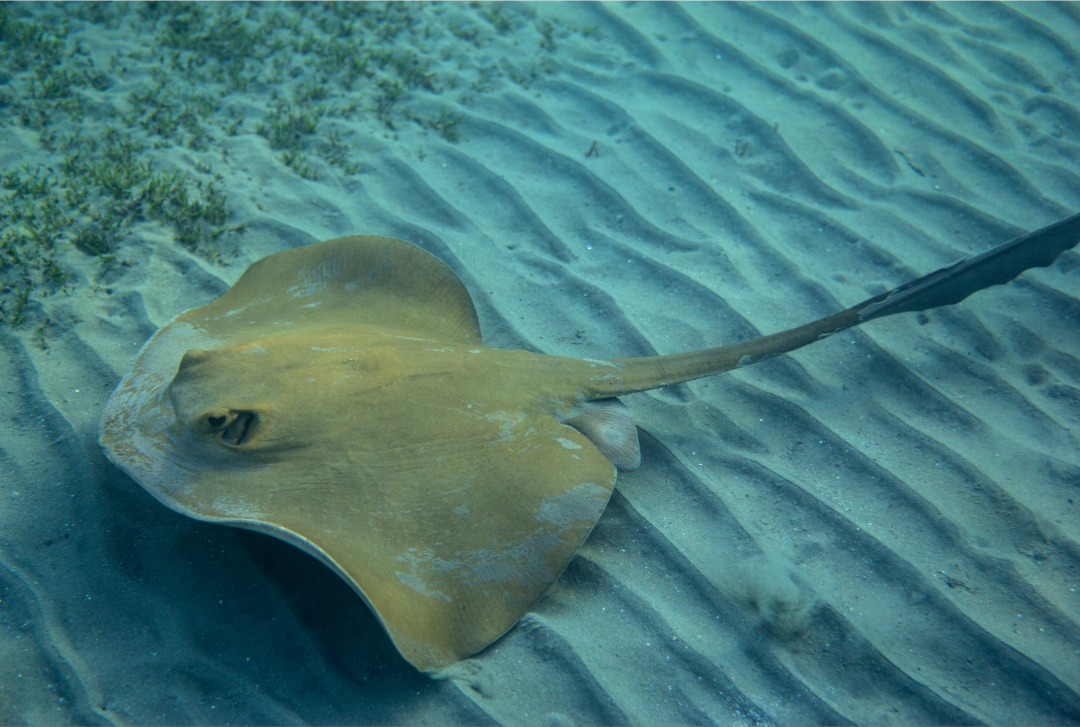 Cowtail Ray