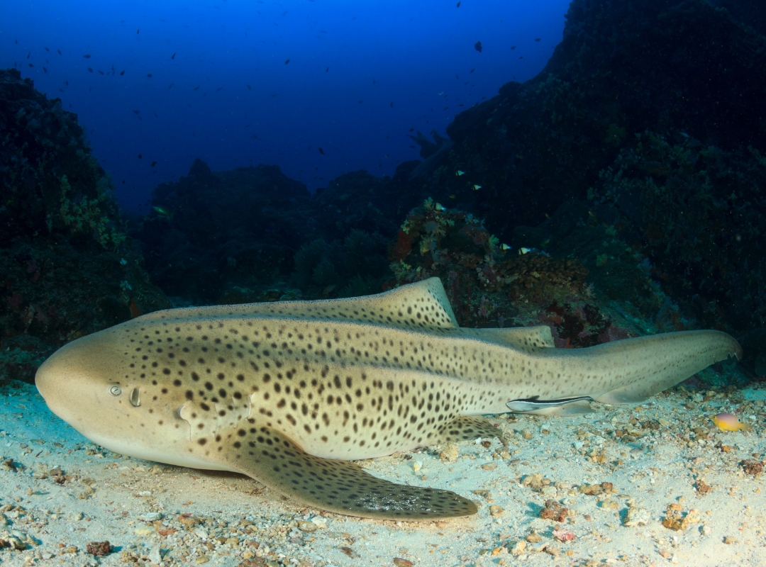 Zebra Shark