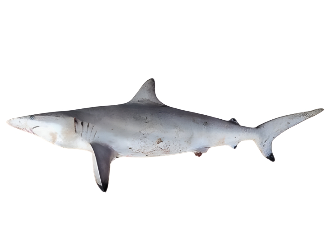 Spinner Shark