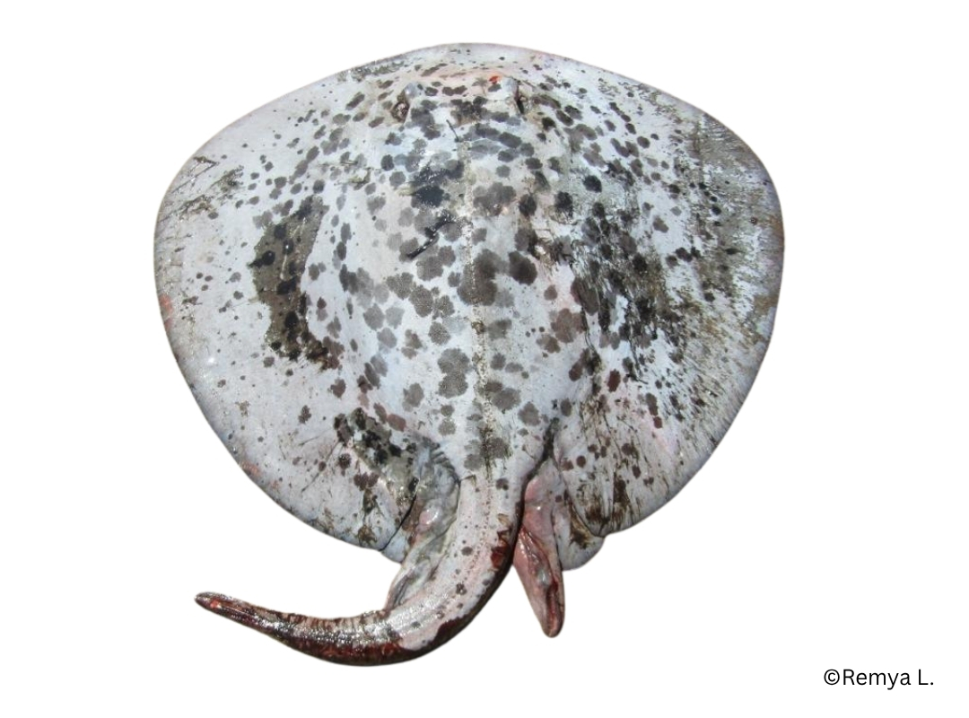 Blotched Fantail Ray