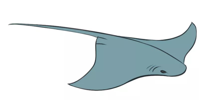 Whitespotted Eagle Ray