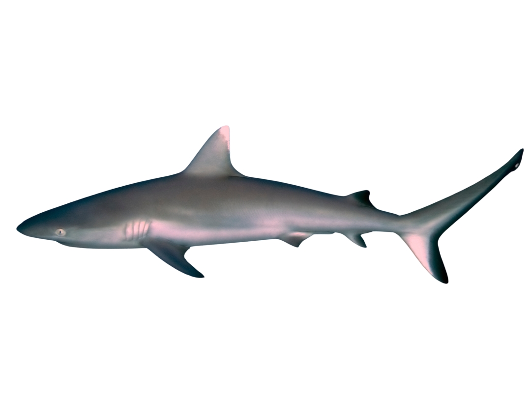 Grey Reef Shark