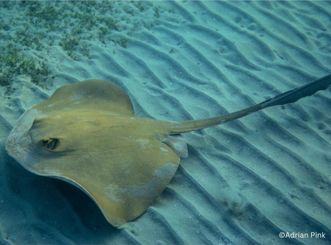 Cowtail Ray