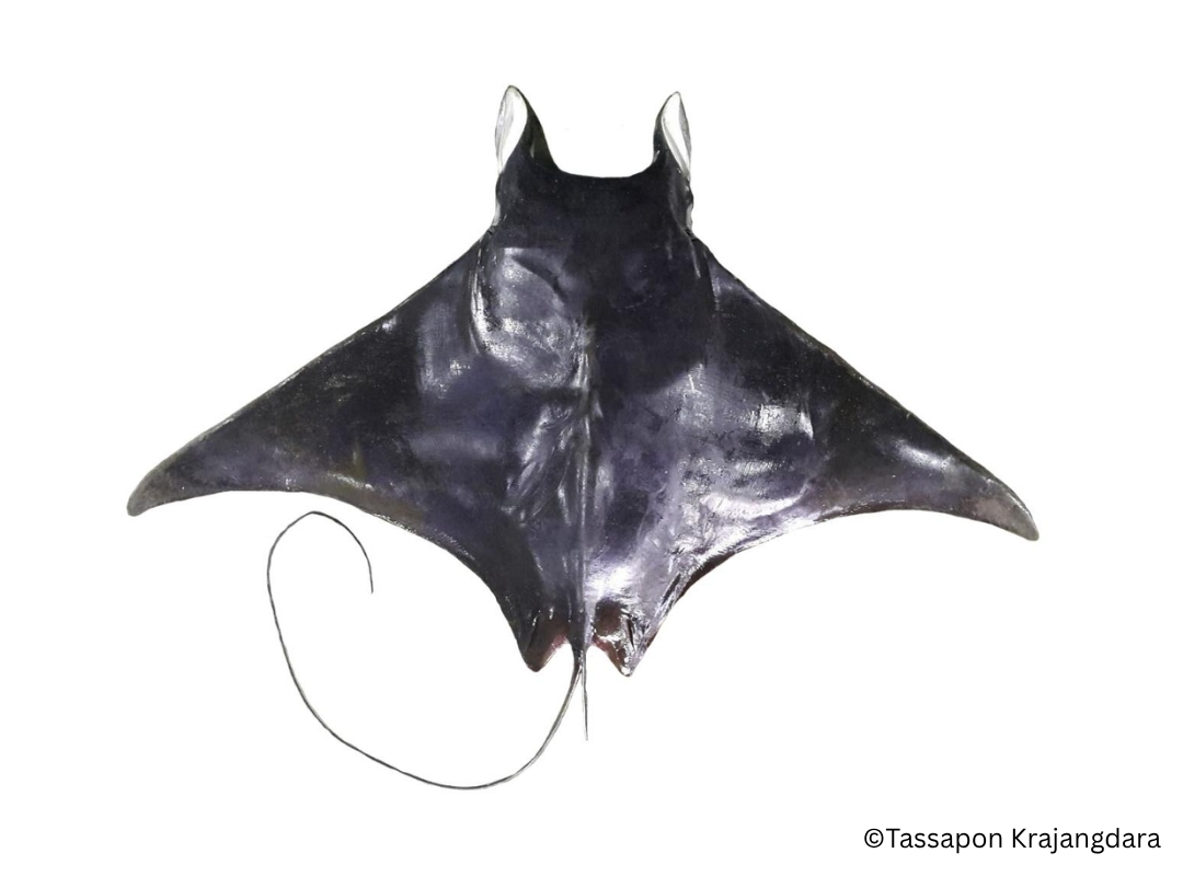Spinetail Devil Ray