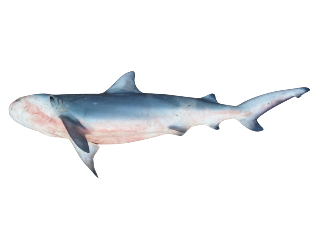Bull Shark