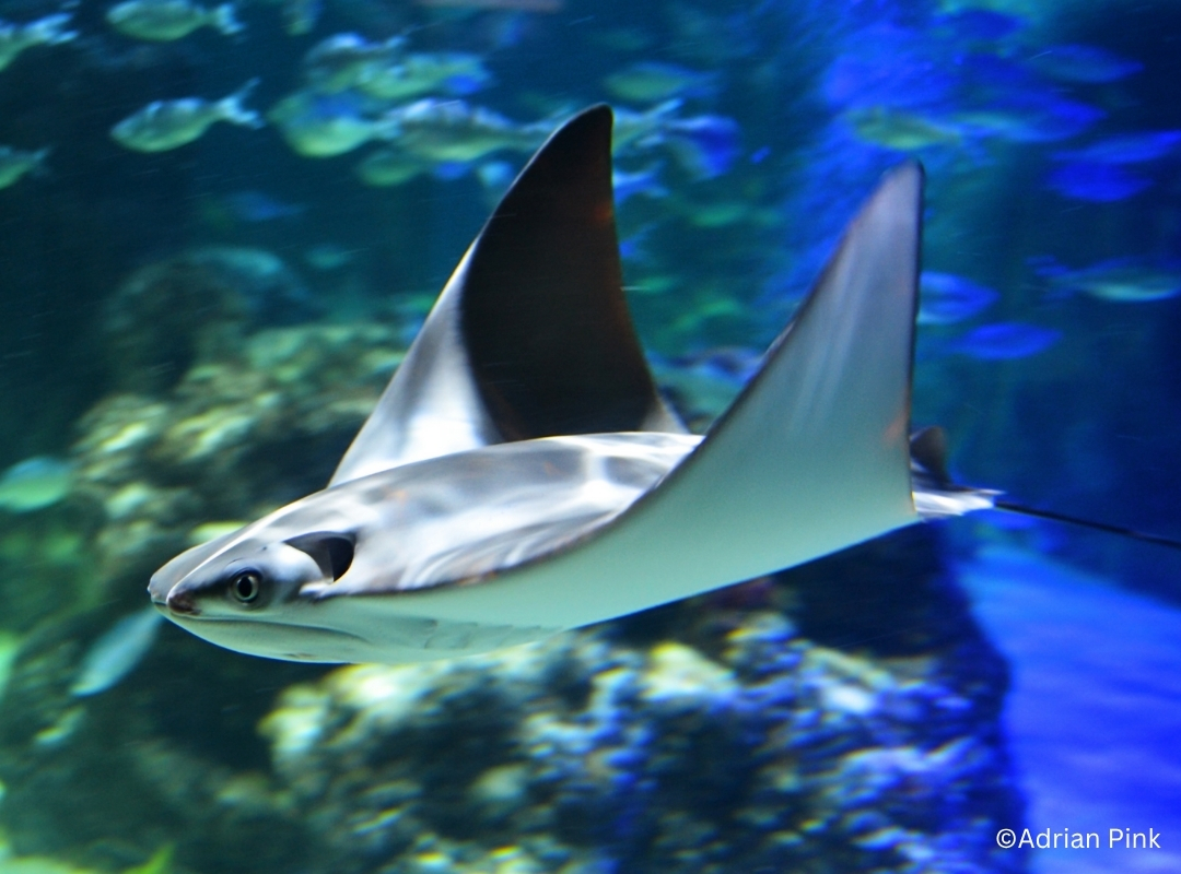 Javanese Cownose Ray