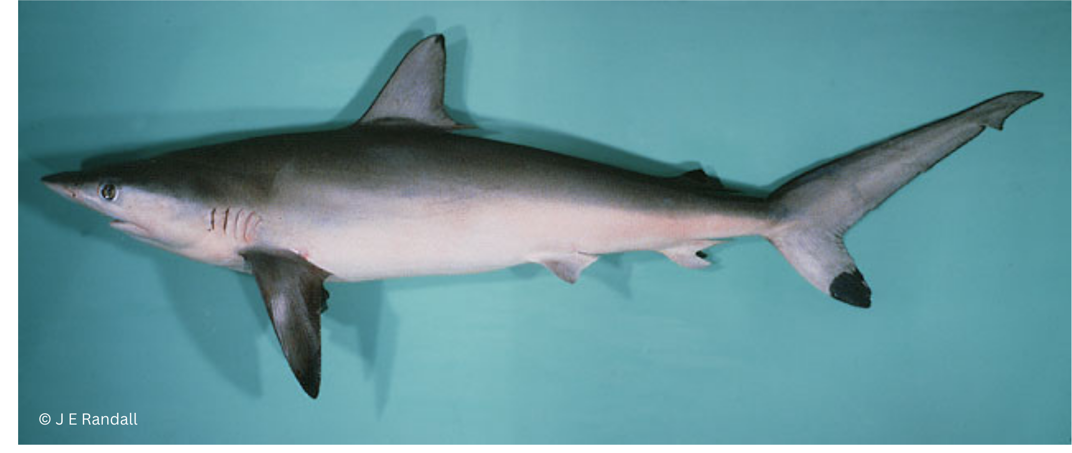 Spot-tail Shark