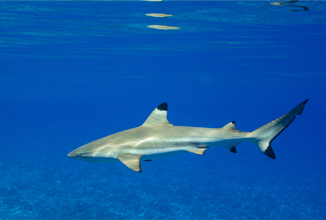 Blacktip Reef Shark