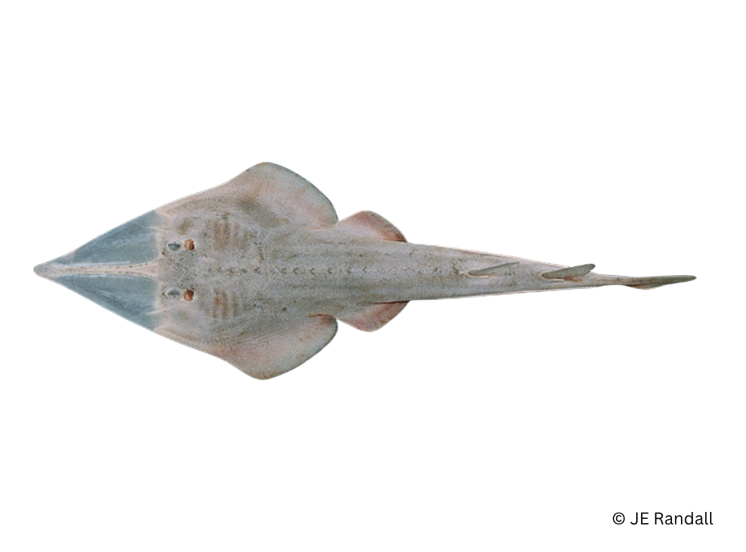 Sharpnose Guitarfish