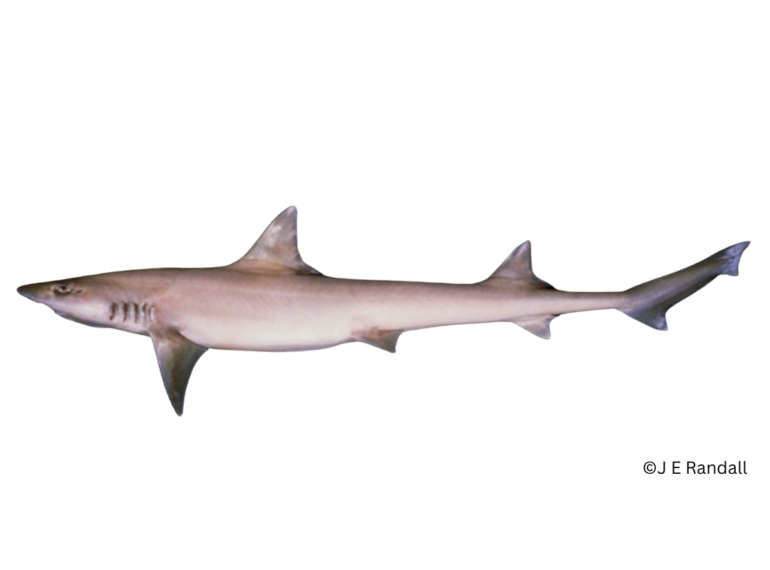 Arabian Smoothhound
