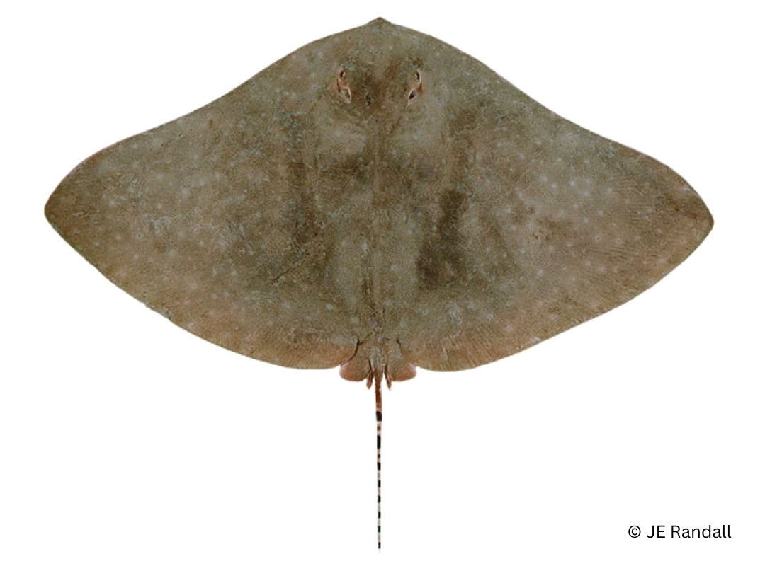 Longtail Butterfly Ray