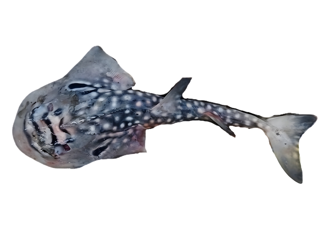 Bowmouth Guitarfish