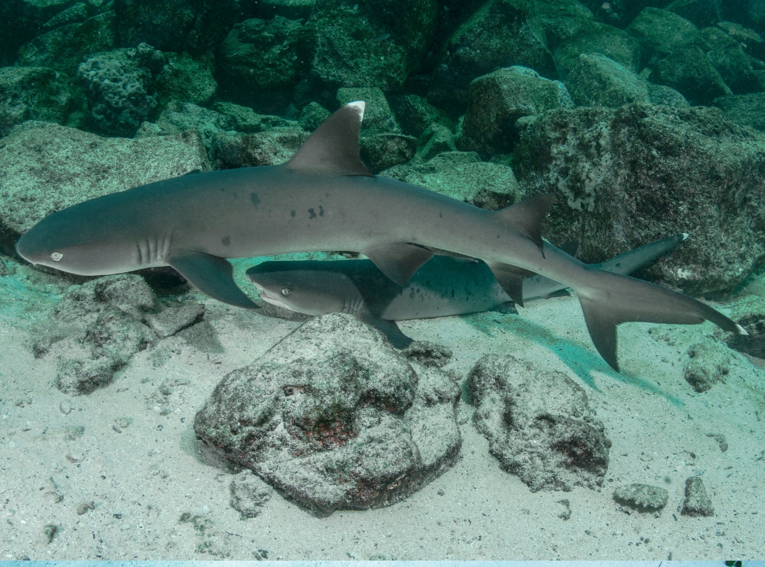 Whitetip Reef Shark