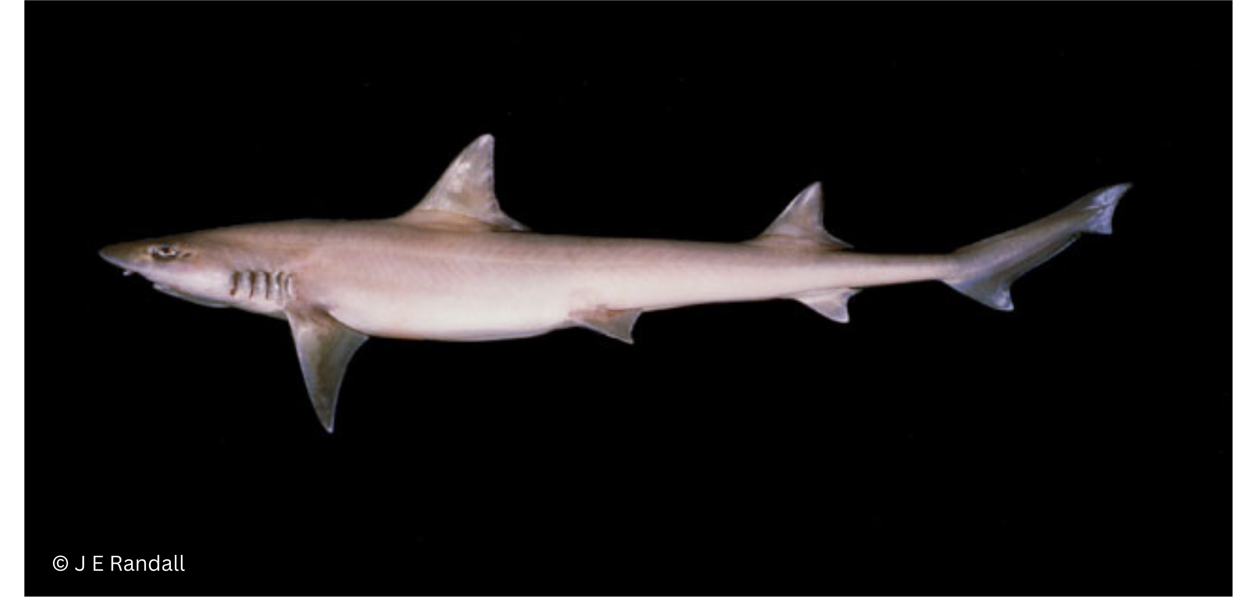 Arabian Smoothhound